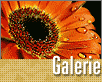 ts_galerie0206.gif
